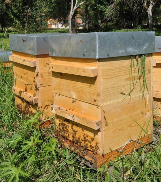 OSE marraine d'une ruche via l'association Un Toit pour les Abeilles!